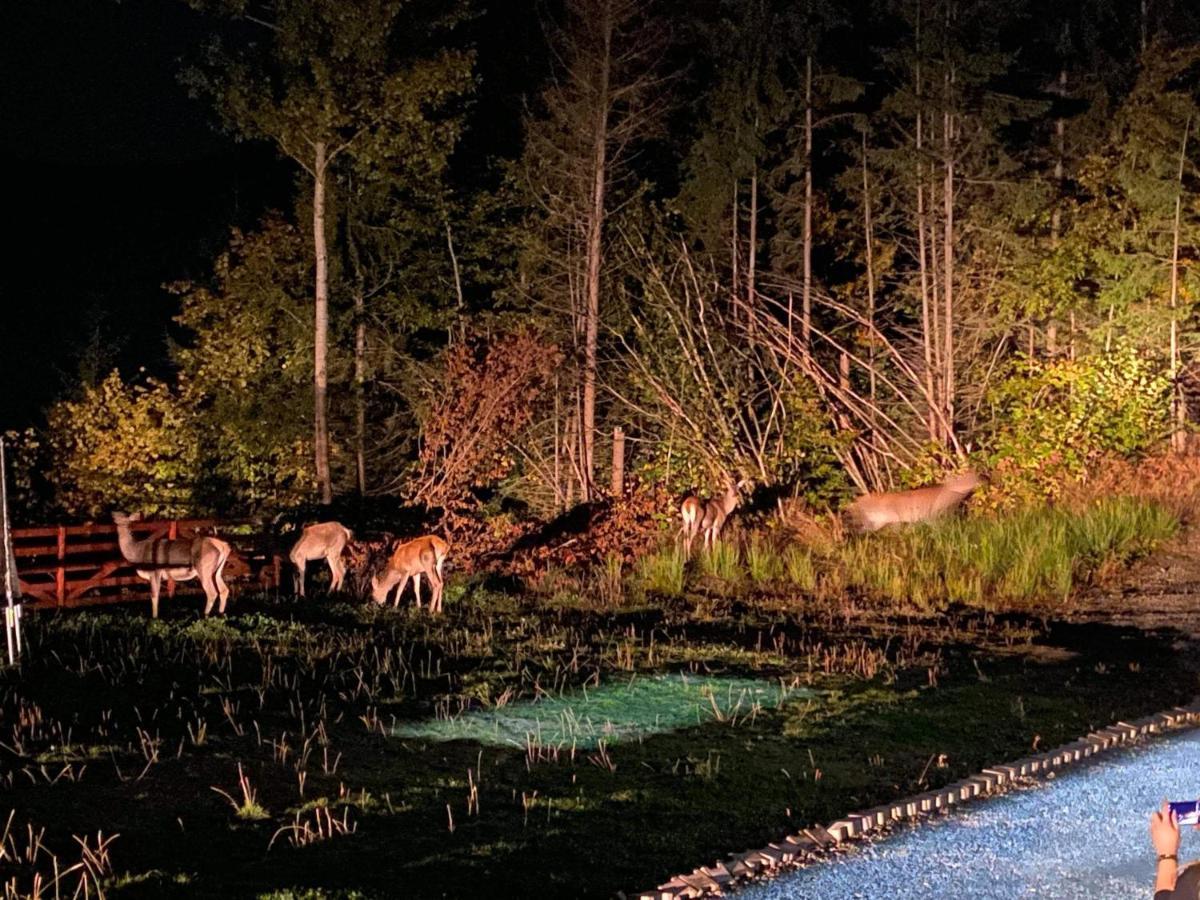 Pensiunea Farmecul Naturii Si Casute Individuale De Inchiriat Colibiţa Buitenkant foto